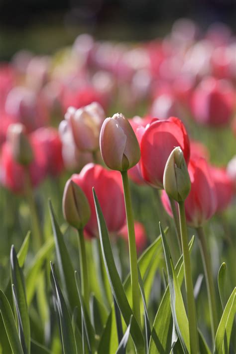 Make your garden pretty in pink with these beautiful tulips! #gardentrend @LFGardens