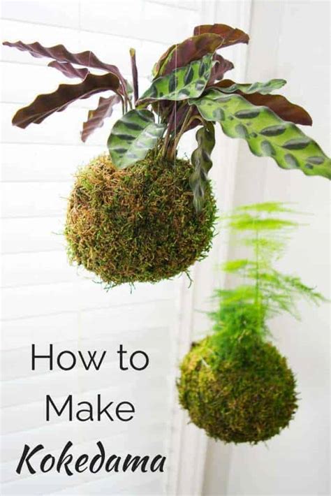 How to Make Kokedama (Japanese Moss Ball) - The Handyman's Daughter