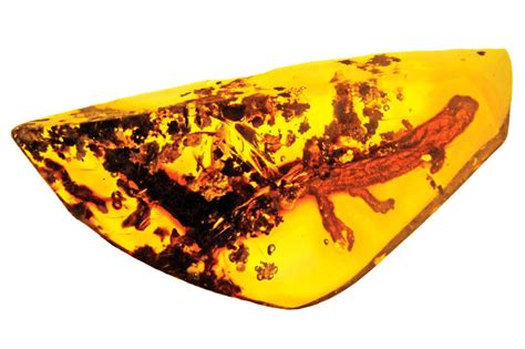 The Eight Most Incredible Fossils Preserved In Amber - Geology In