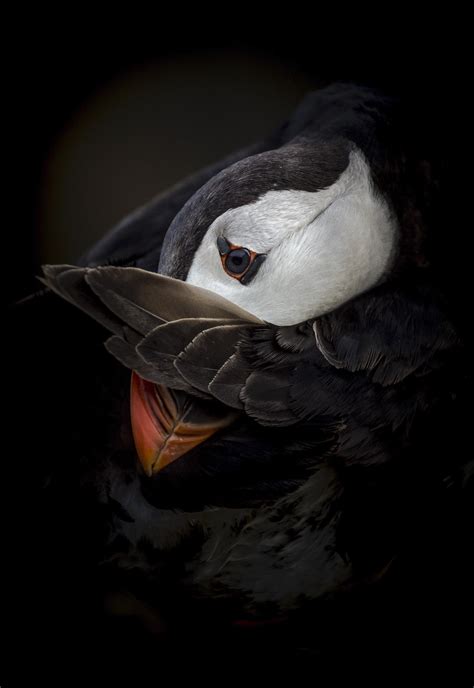 British Wildlife Photography Awards Celebrates Ten Years with a Show