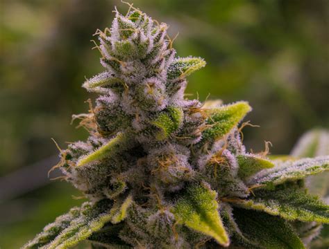 Gorilla Glue Weed Strain Review | Gorilla Glue/Original Glue