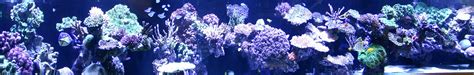 Huge Range of Products - Brisbane Aquarium Services in Brisbane