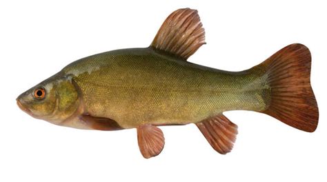 Tench Fishing Guide - What Is Tench & How to Catch It | BadAngling