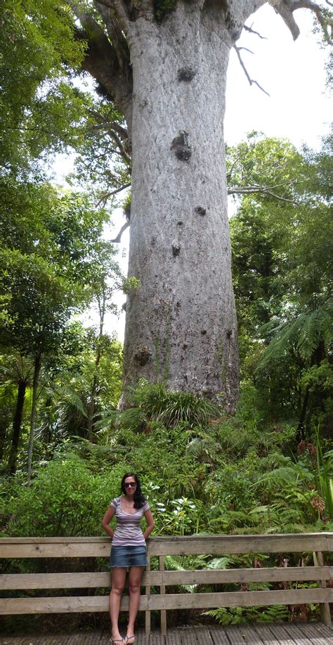 New Zealand’s largest known living Kauri tree, Tane Mahuta’s sheer height and girth are quite ...