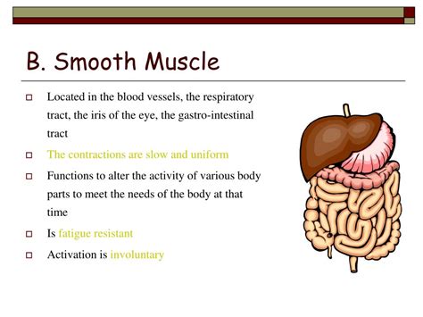 PPT - Muscle Structure and Function PowerPoint Presentation, free ...