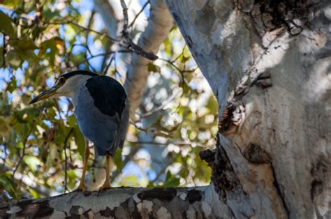 Night Heron Free Stock Photo - Public Domain Pictures