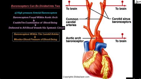 Baroreceptors - YouTube