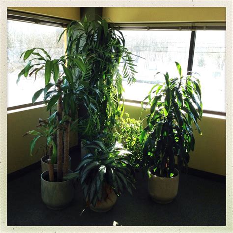 More office plants! | Muff | Flickr