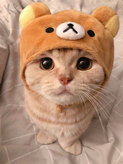 リラックマな猫がとても可愛い | Cute baby cats, Cute cat, Cute cats and dogs