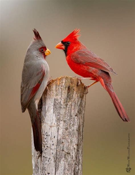 Northern Cardinal in 2020 | Colorful birds, Beautiful birds, Most ...