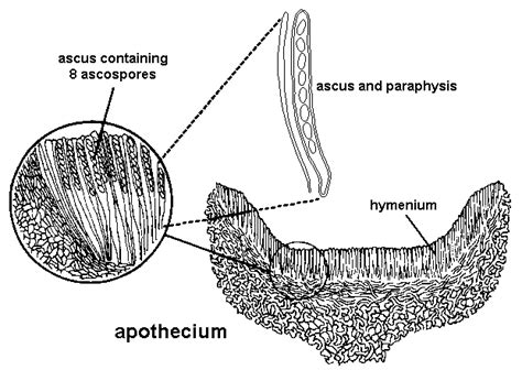 Ascocarp Labeled