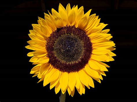 Single Sunflower Stock Photos, Pictures & Royalty-Free Images - iStock