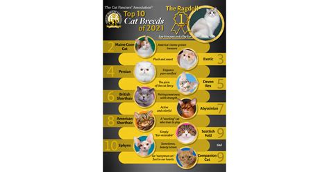 What's Your Favorite Feline? CFA Reports the 10 Most Popular Breeds in the World