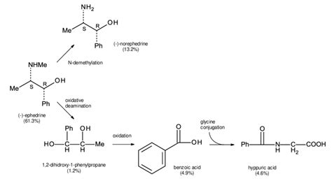 Metabolic pathways of (-)-ephedrine adapted from Sever et al. (1975 ...