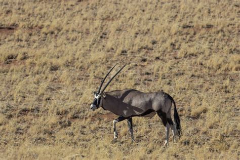 "Oryx Antelope" Images – Browse 788 Stock Photos, Vectors, and Video | Adobe Stock