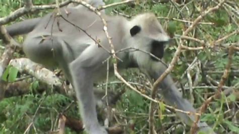 Rainforest Animals - Long tailed Monkey at Mudumalai Forest , Tamilnadu ...