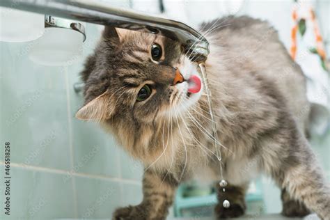 Funny portrait of cat drinking water from tap in bathroom standing on sink. Close-up gray, green ...