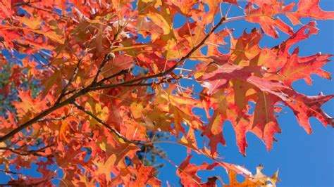 Pin Oak: Autumn Glory - Arbor Day Blog