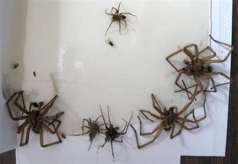 Basement Spider - Cellar Spiders Of Kentucky University Of Kentucky ...