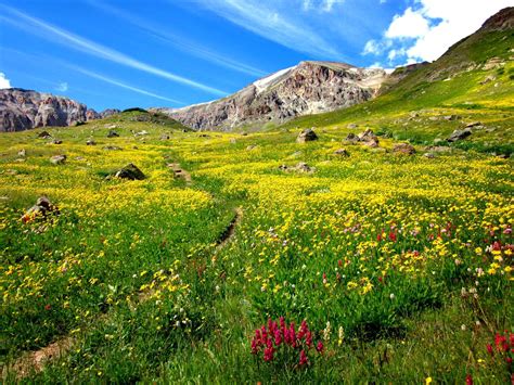 🔥 [40+] Mountain Wildflowers Wallpapers | WallpaperSafari