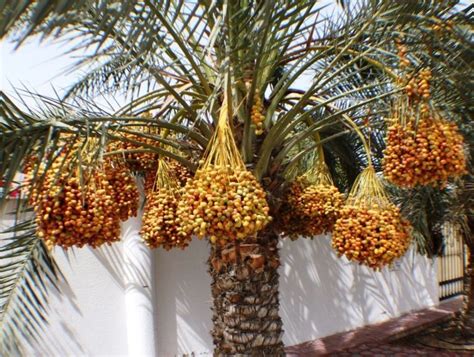 Medjool Date Palm Tree Seedling Edible Fruit Phoenix dactylifera ...