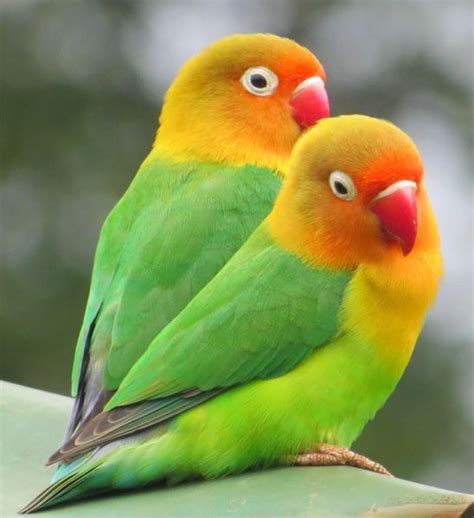 A pair of lovebirds | Pair LoveBirds New Tv Cage (See Pics) | Pet birds, Love birds pet ...