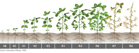 What is the R3 Growth Stage? | Knox County Agricultural News