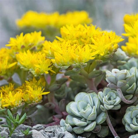 Drought Tolerant Gardening - Birds and Blooms