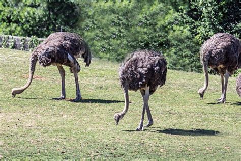 What Do Ostriches Eat? (Diet & Facts) - Bird Nature