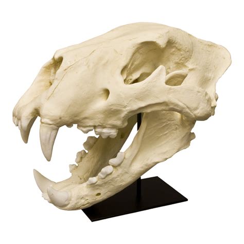 Replica American Lion Skull — Skulls Unlimited International, Inc.