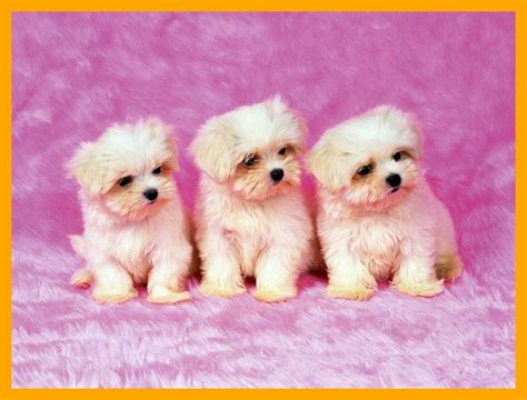 Really Cute Puppies Wallpapers - Wallpaper Cave