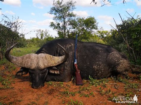 South Africa Hunting Cape Buffalo | AfricaHunting.com