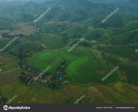 Aerial Top View Green Fresh Tea Strawberry Farm Agricultural Plant ...