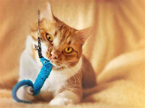 14 Best Cat Chew Toys Your Kitty Will Love I Discerning Cat