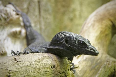 Black Tree Monitor - Virginia Zoo