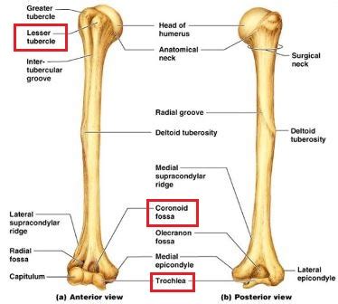 The coronoid fossa, trochlea, and lesser tubercle are features found on the: A. Femur B. Fibula ...