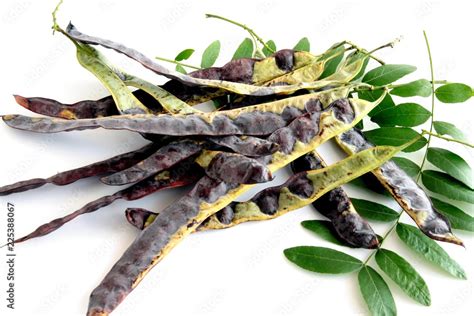 tree and seeds of Gleditsia sinensis Stock Photo | Adobe Stock