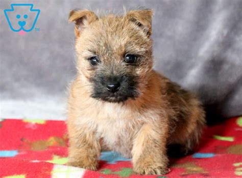 Zoey | Cairn Terrier Puppy For Sale | Keystone Puppies