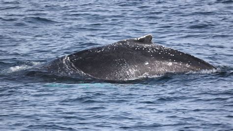 Gray Whale Migration Facts February 5th, 2023 | San Diego Whale Watch