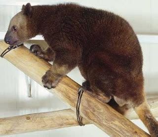 Species Dingiso Tree Kangaroo | Animals In The World