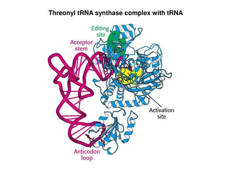 PPT - tRNA Activation (charging) by aminoacyl tRNA synthetases PowerPoint Presentation - ID:6757854