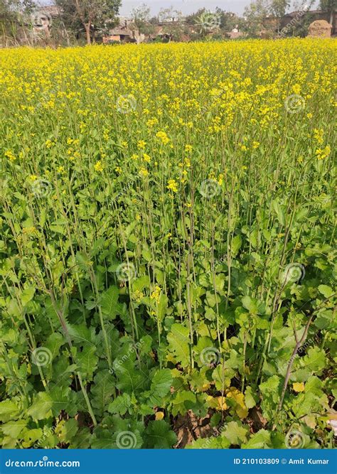 Mustard crop stock image. Image of farmland, plant, bihar - 210103809