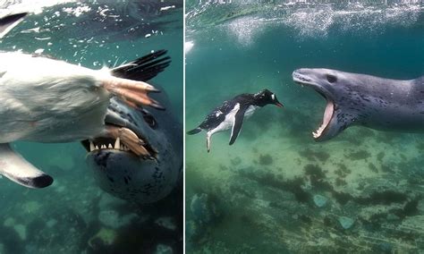 Swimming into the jaws of death: Final moments of penguin, inches from leopard seal's gaping ...