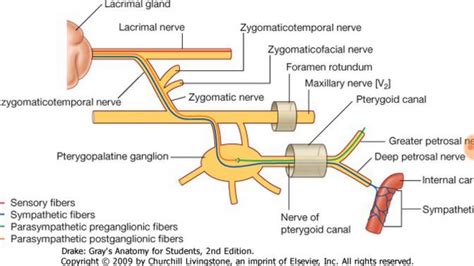 Pterygopalatine ganglion explained clearly - YouTube