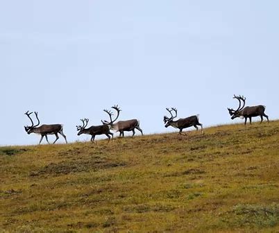 Kobuk Valley National Park - AdventureWithK