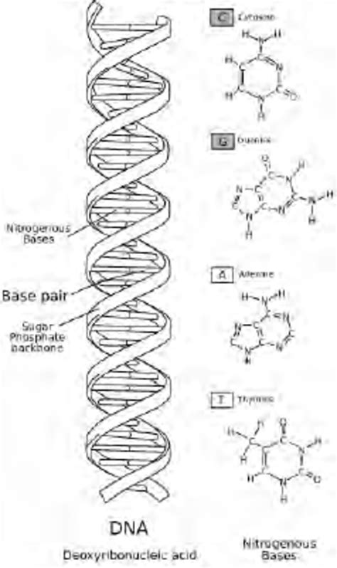 1. DNA is made of four nucleotide building blocks. | Download ...