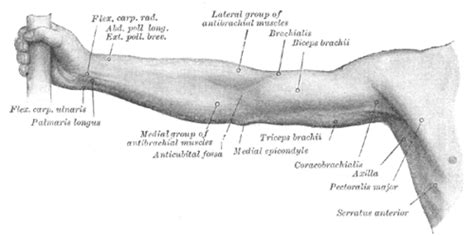 Upper limb | Wiki | Everipedia