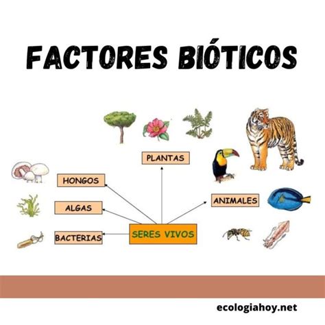 Factores Bioticos Que Son Caracteristicas Clasificacion Y Ejemplos | Porn Sex Picture