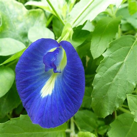 20 Butterfly Pea organic Seeds, Makes a Color Changing Herbal Tea Drink! Tea Flower Seeds ...