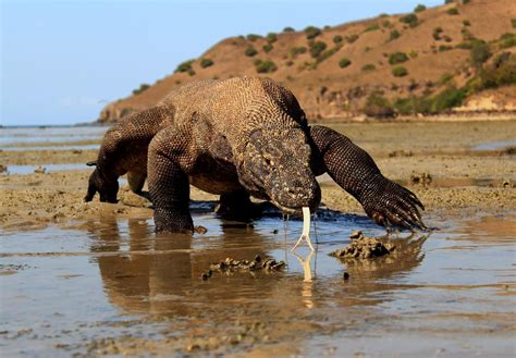 Climate change threatens Komodo dragons | The National Tribune